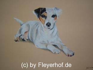 Jackrussel Terrier Portraits