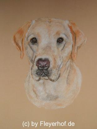 Labrador Zeichnung